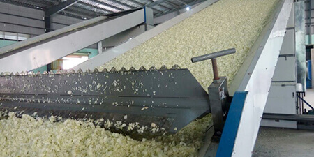 Cabbage Dryer