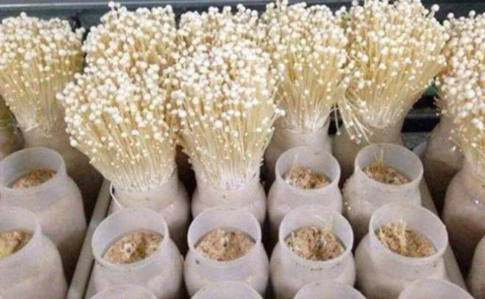How to Dry Enoki Mushroom,Dehydrate Enoki Mushroom in a Dehydrator-Henan  Baixin Machinery
