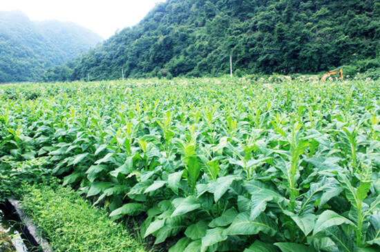 liverpool street to tobacco dock A brief history of the Tobacco Warehouse In 1901 Liverpool had a dream: to  build the biggest warehouse the world had ever seen