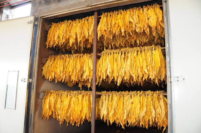 drying tobacco leaves in oven How to Dry Tobacco Leaf/Dehydrate Tobacco Leaf in a Dehydrator-Henan Baixin  Machinery